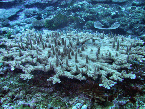 Acropora abrotanoides